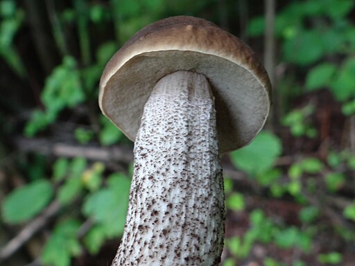 Hainbuchen-Raufuß, Leccinellum pseudoscabrum