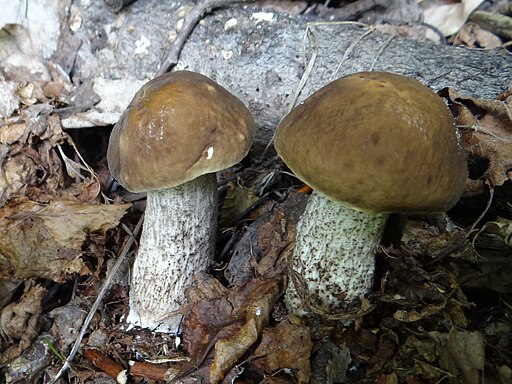 Hainbuchen-Raufuß, Leccinellum pseudoscabrum