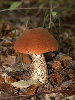 Espenrotkappe, Leccinum aurantiacum