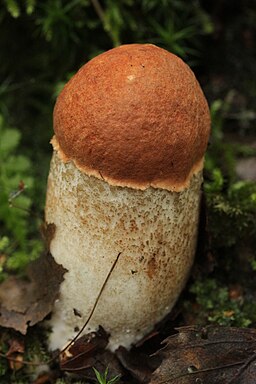 Espenrotkappe, Leccinum aurantiacum