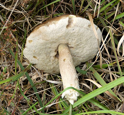 Moor-Birkenpilz, Leccinum holopus