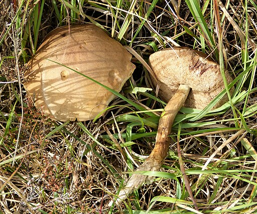 Moor-Birkenpilz, Leccinum holopus