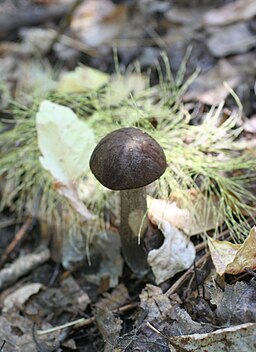 Gemeiner Birkenpilz, Leccinum scabrum