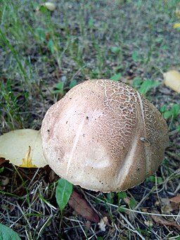 Gemeiner Birkenpilz, Leccinum scabrum