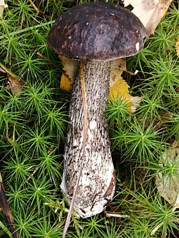 Vielverfärbender Birkenpilz, Leccinum variicolor