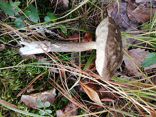 Vielverfärbender Birkenpilz, Leccinum variicolor