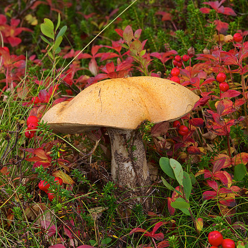 Birken-Rotkappe, Leccinum versipelle