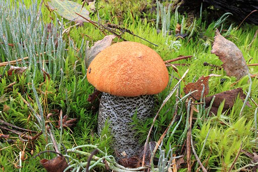 Birken-Rotkappe, Leccinum versipelle