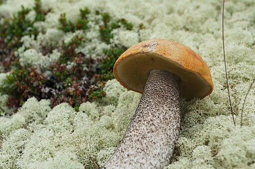 Birken-Rotkappe, Leccinum versipelle