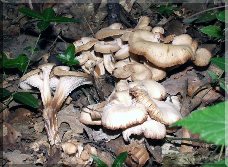 Anis-Zähling, Lentinellus cochleatus