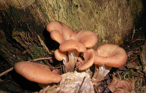 Anis-Zähling, Lentinellus cochleatus