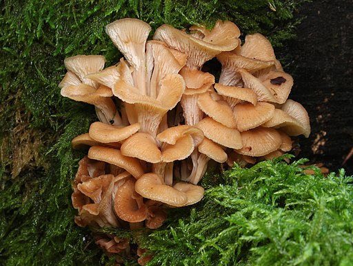Anis-Zähling, Lentinellus cochleatus