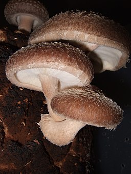 Shiitake, Lentinula edodes