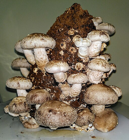 Shiitake, Lentinula edodes