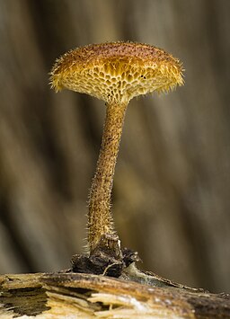 Weitlöcheriger Stielporling, Lentinus arcularius
