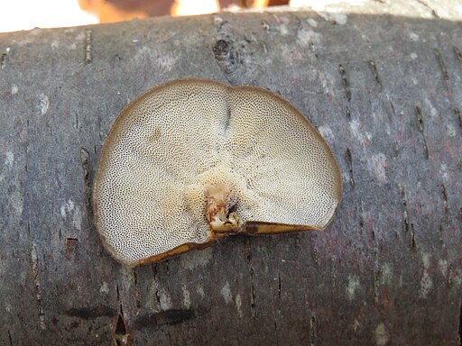 Winter-Stielporling