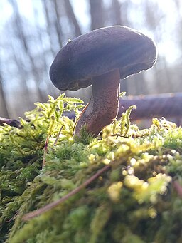 Winter-Stielporling, Lentinus brumalis