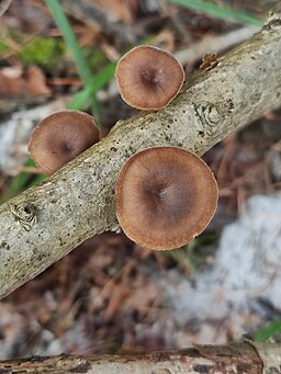Winter-Stielporling, Lentinus brumalis
