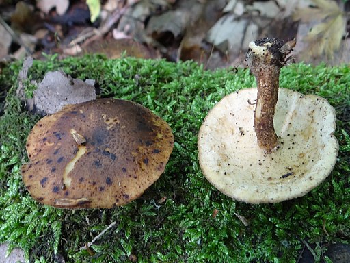 Mai-Stielporling, Lentinus substrictus