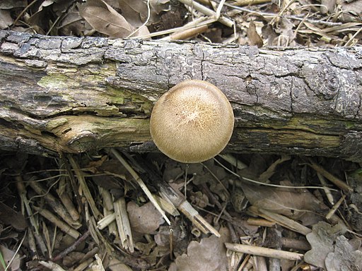 Mai-Stielporling, Lentinus substrictus