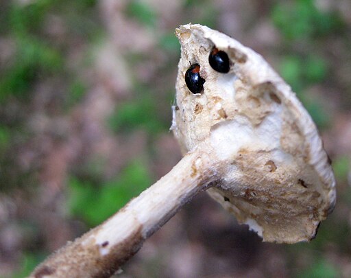 Mai-Stielporling, Lentinus substrictus