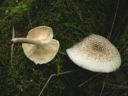 Getigerter Sägeblättling, Lentinus tigrinus