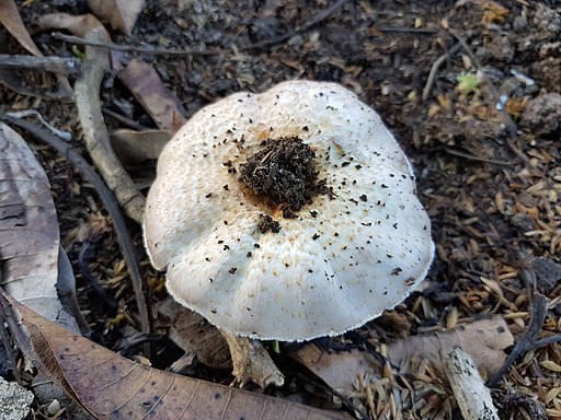 Getigerter Sägeblättling, Lentinus tigrinus