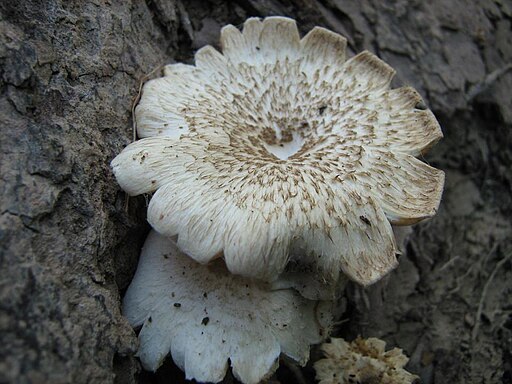 Getigerter Sägeblättling, Lentinus tigrinus
