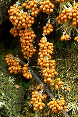 Löwenfrüchtchen, Leocarpus fragilis
