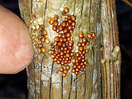 Löwenfrüchtchen, Leocarpus fragilis
