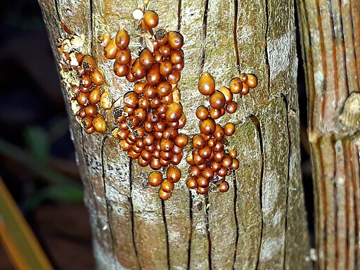 Löwenfrüchtchen, Leocarpus fragilis