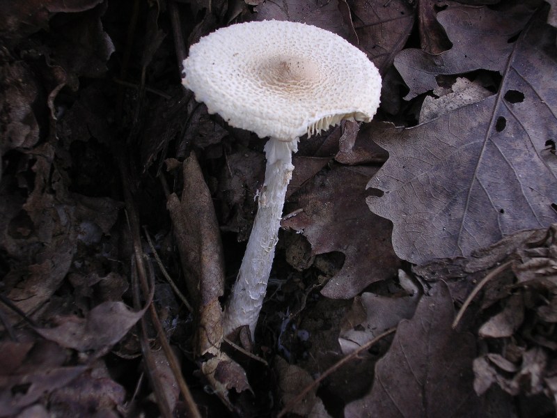 Schirmlinge, Lepiota