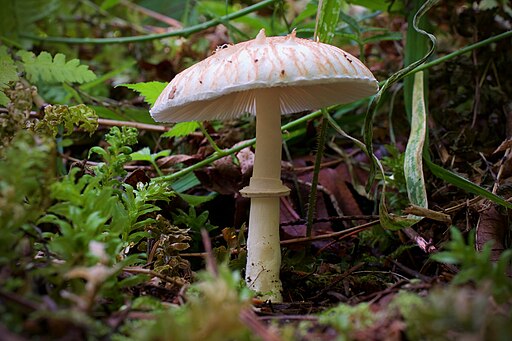 Schirmlinge, Lepiota