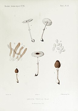 Schirmlinge, Lepiota