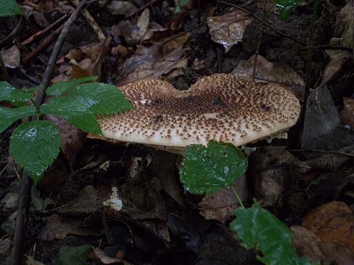 Spitzschuppiger Stachel-Schirmling, Lepiota aspera