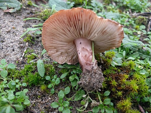 Spitzschuppiger Stachel-Schirmling, Lepiota aspera