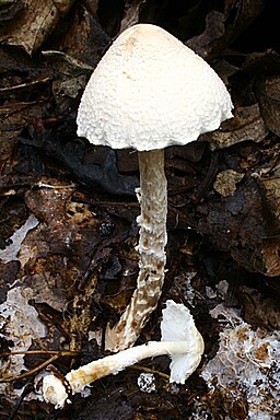 Wolliggestiefelter Schirmling, Lepiota clypeolaria