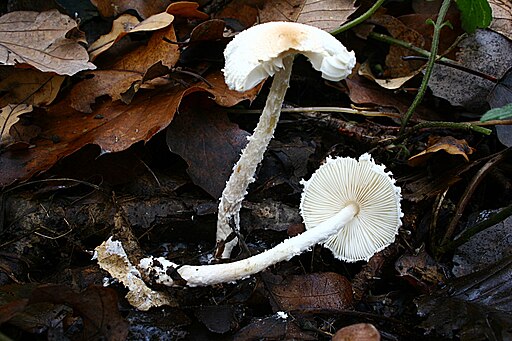 Wolliggestiefelter Schirmling, Lepiota clypeolaria