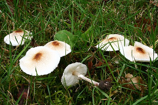 Stink-Schirmling, Lepiota cristata