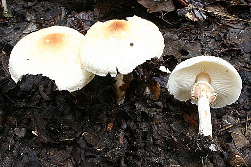 Stink-Schirmling, Lepiota cristata