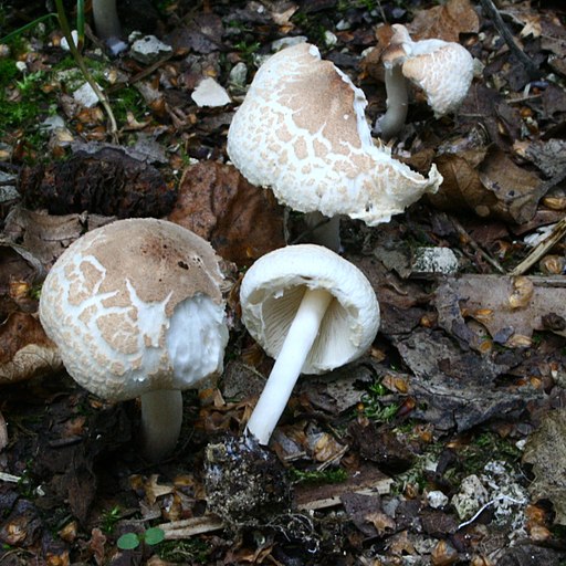 Stink-Schirmling, Lepiota cristata