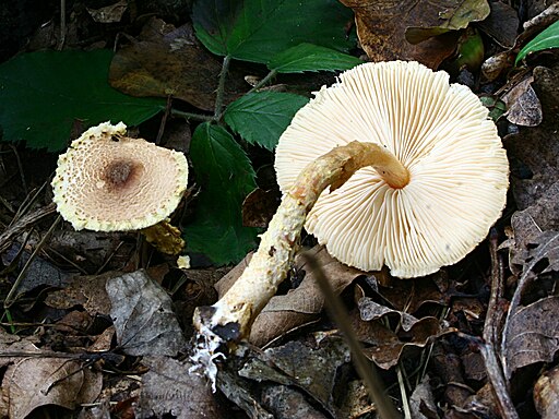 Gelbflockiger Wollstiel-Schirmling, Lepiota magnispora