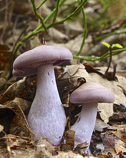 Violetter Rötelritterling, Lepista nuda