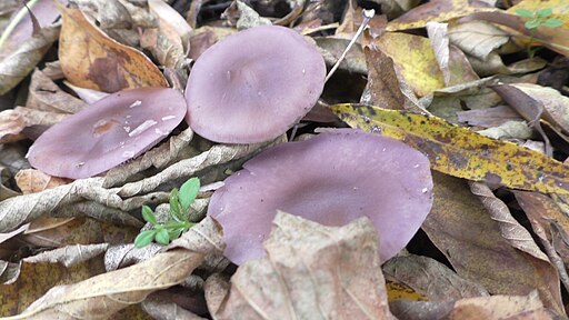 Violetter Rötelritterling, Lepista nuda