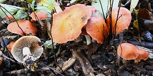 Orangeroter Träuschling, Leratiomyces ceres