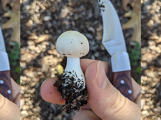 Rosablättriger Egerlingsschirmling, Leucoagaricus leucothites