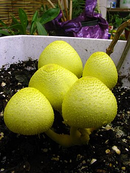 Gelber Faltenschirmling, Leucocoprinus birnbaumii
