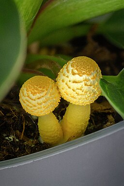 Gelber Faltenschirmling, Leucocoprinus birnbaumii