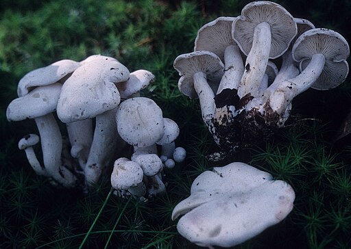 Weißer Büschelrasling, Leucocybe connata