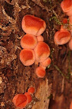 Blutmilchpilz, Lycogala epidendrum